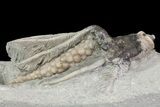 Bargain, Macrocrinus Crinoid Fossil - Crawfordsville, Indiana #68482-3